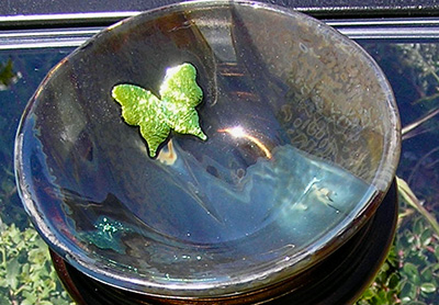 Butterfly Bowl