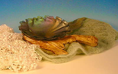 Clam Shell and Driftwood