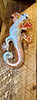 Hanging Lizard