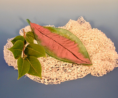 Magnolia Leaf