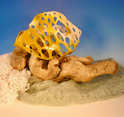 Sea Fan and Driftwood